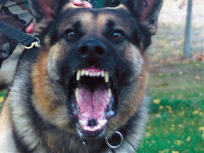 Asesoría Gratuita con los Mejores Abogados Cercas de Mí de Lesiones por Mordidas de Perro o Mascotas en Joliet
